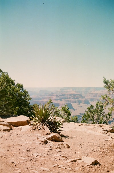 白天棕色沙滩上的绿树